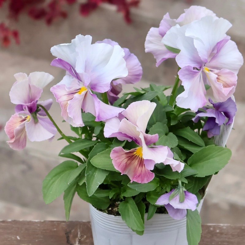 《画像の現品1点限り》今期NEW☆内野さんと大牟田さんのコラボ品種「スノーフェニックス」＜1＞　