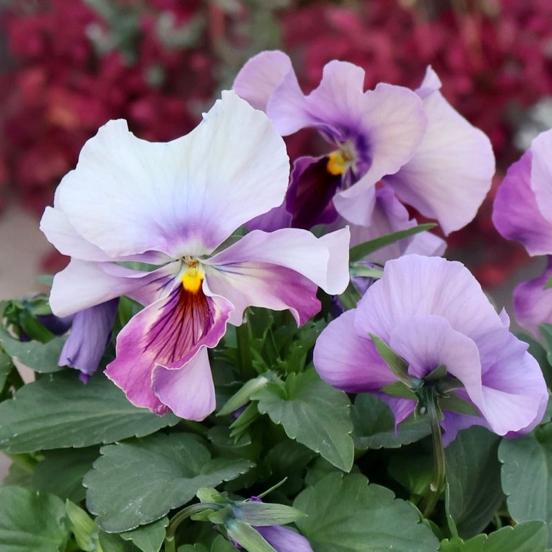 素敵な花苗とおしゃれなガーデニング雑貨｜ネット通販ショップ～風散歩～