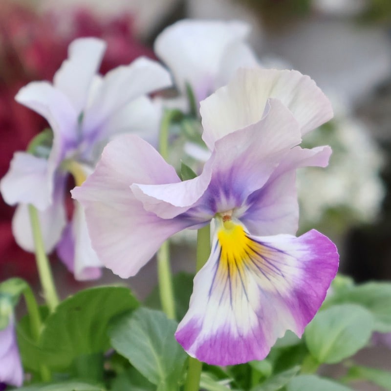 《画像の現品1点限り》今期NEW☆内野さんと大牟田さんのコラボ品種「スノーフェニックス」＜5＞　