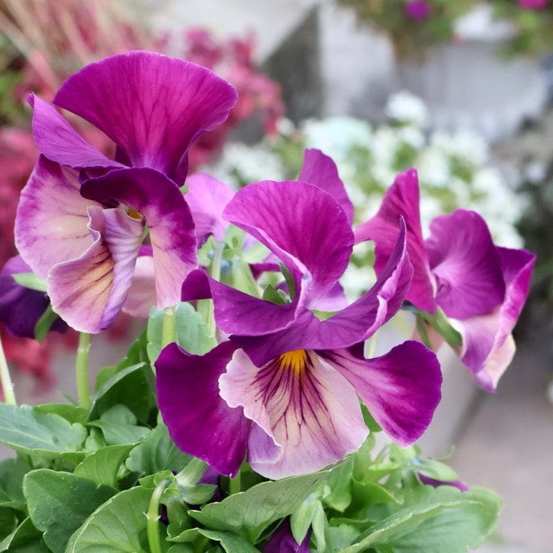 《画像の現品1点限り》今期NEW☆内野さんと大牟田さんのコラボ品種「スノーフェニックス」＜6＞　