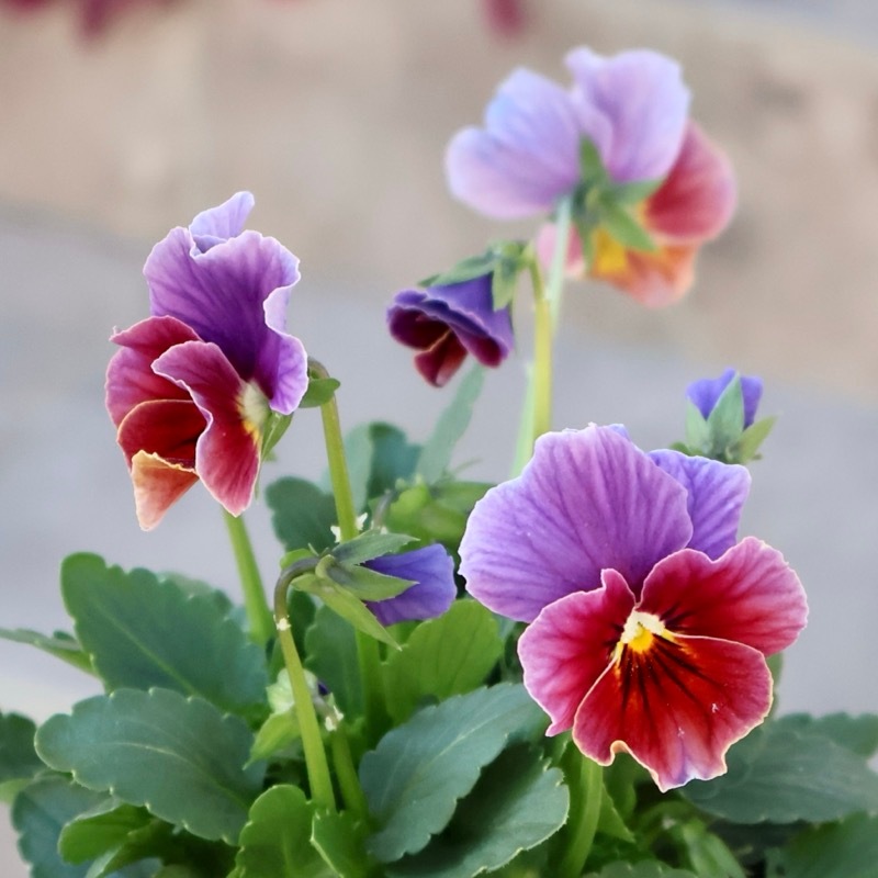 画像の現品1点限り!!アイデアルフラワー・大牟田さんのビオラevolve(エボルベ)＜134番＞