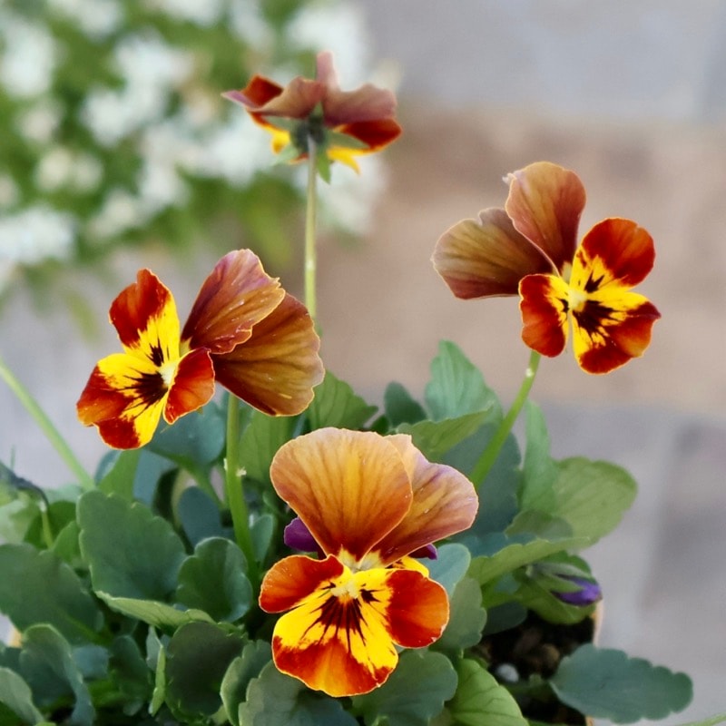 画像の現品1点限り!!アイデアルフラワー・大牟田さんのビオラevolve(エボルベ)＜135番＞