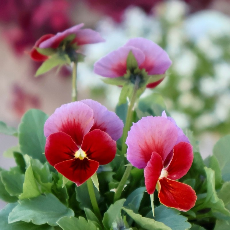 画像の現品1点限り!!アイデアルフラワー・大牟田さんのビオラevolve(エボルベ)＜136番＞