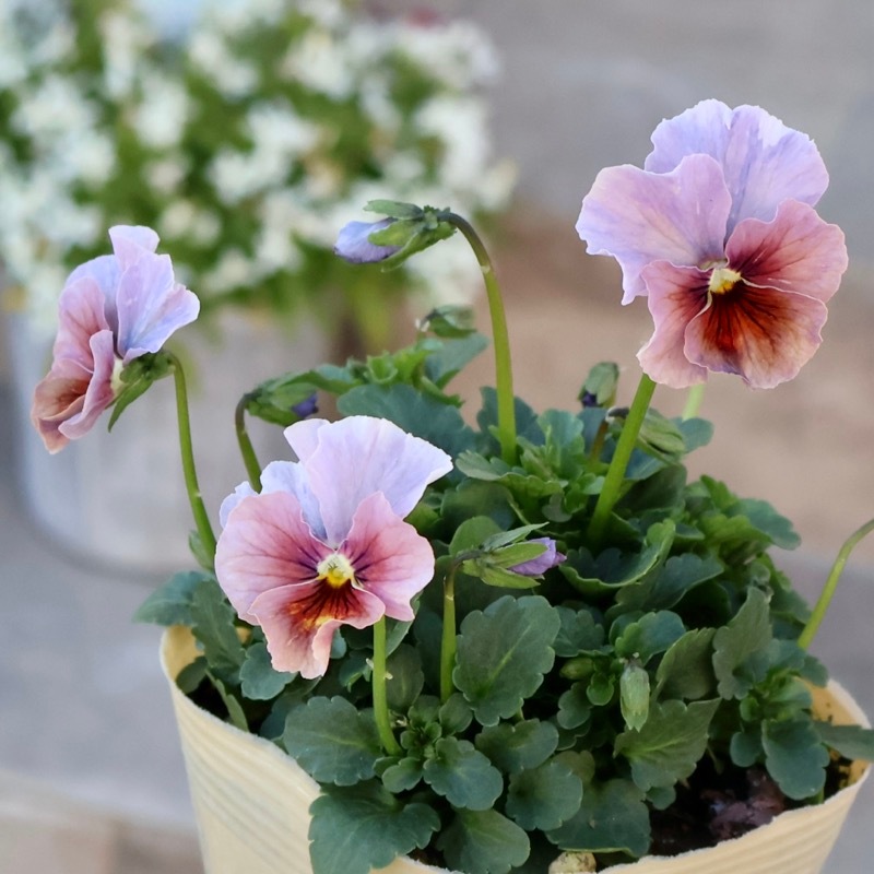 画像の現品1点限り!!アイデアルフラワー・大牟田さんのビオラevolve(エボルベ)＜137番＞