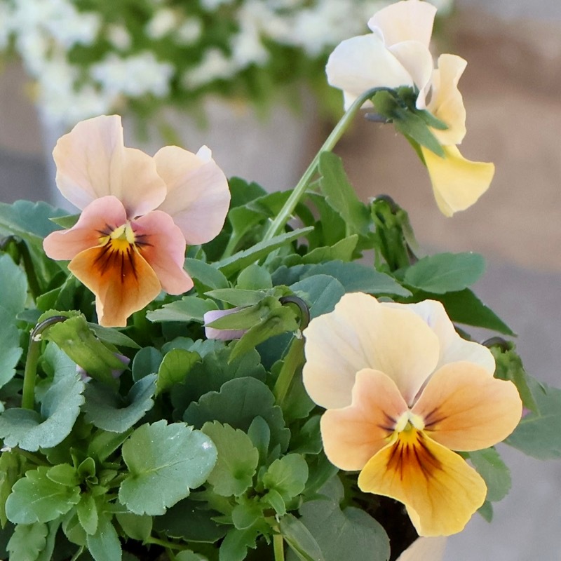 画像の現品1点限り!!アイデアルフラワー・大牟田さんのビオラevolve(エボルベ)＜138番＞