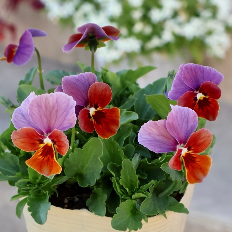 画像の現品1点限り!!アイデアルフラワー・大牟田さんのビオラevolve(エボルベ)＜139番＞