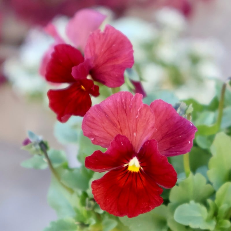 画像の現品1点限り!!アイデアルフラワー・大牟田さんのビオラevolve(エボルベ)＜140番＞