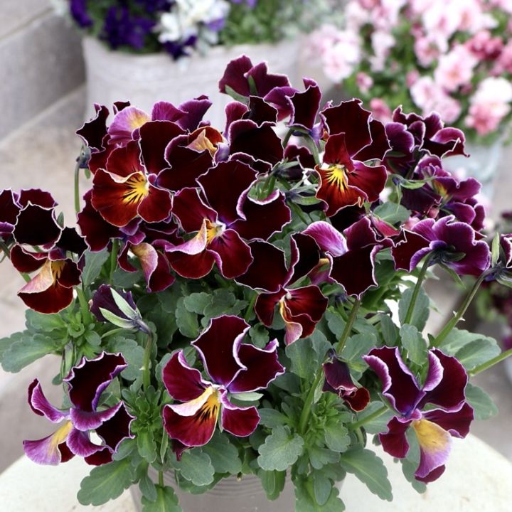 ラストは画像の現品!!うえたビオラ「フェアリーフェネック」16番