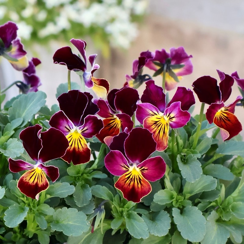 画像で花弁の色・形を選べる!!うえたビオラ「フェアリーフェネック」16番