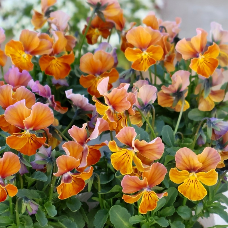 画像で花弁の色・形を選べる!!うえたビオラ「フェアリーフェネック」17番