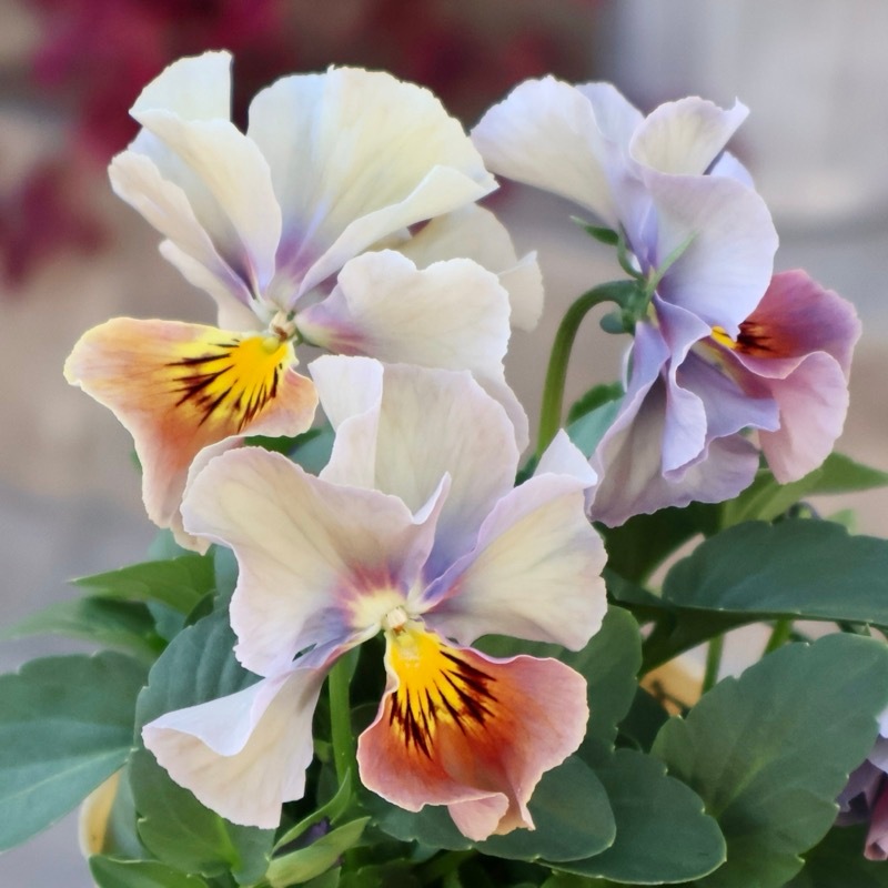 《画像の現品1点限り》アイデアルフラワー・大牟田さんのビオラevolve(エボルベ)オーララ＜45番＞