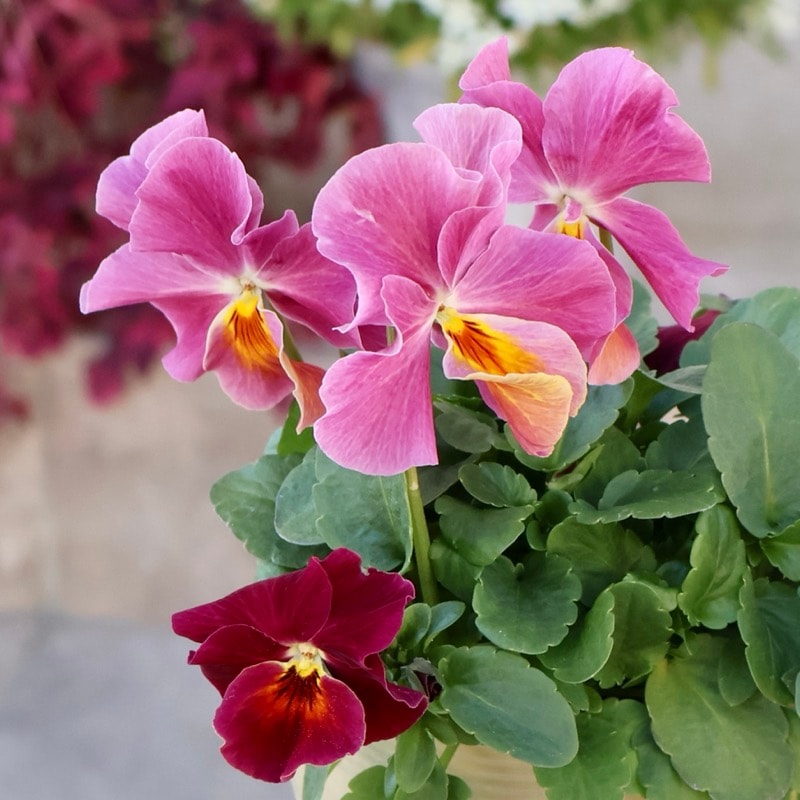 《画像の現品1点限り》アイデアルフラワー・大牟田さんのビオラevolve(エボルベ)オーララ＜46番＞