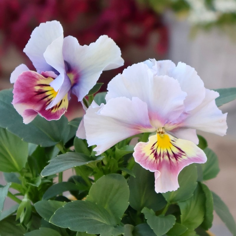 《画像の現品1点限り》アイデアルフラワー・大牟田さんのビオラevolve(エボルベ)オーララ＜47番＞