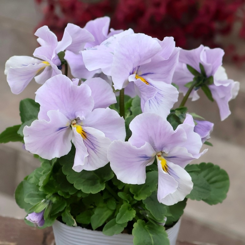 《画像の現品1点限り》今期NEW☆内野さんと大牟田さんのコラボ品種「スノーフェニックス」＜7＞　