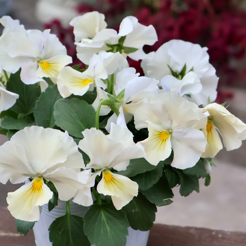 《画像の現品1点限り》今期NEW☆内野さんと大牟田さんのコラボ品種「スノーフェニックス」＜8＞　