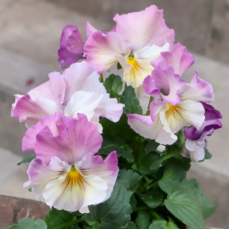 《画像の現品1点限り》今期NEW☆内野さんと大牟田さんのコラボ品種「スノーフェニックス」＜9＞　