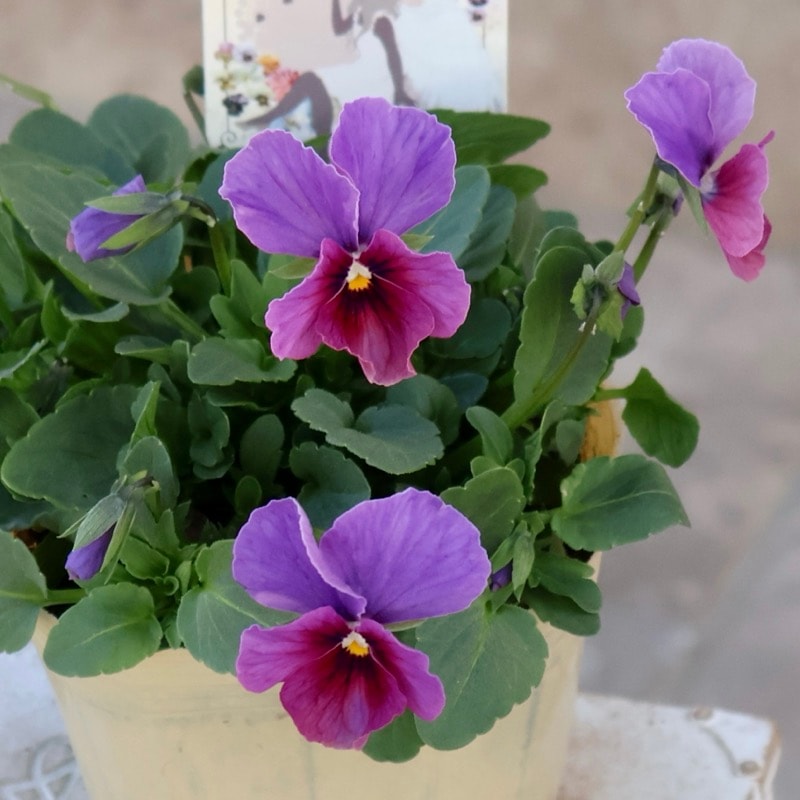 画像の現品1点限り!!アイデアルフラワー・大牟田さんのビオラevolve(エボルベ)＜141番＞