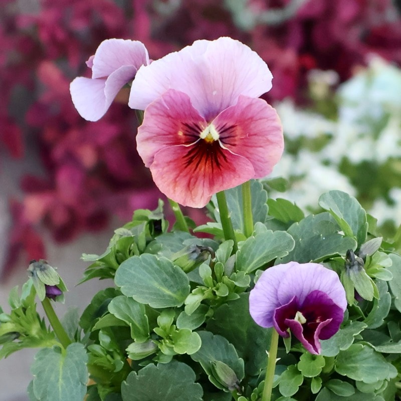 画像の現品1点限り!!アイデアルフラワー・大牟田さんのビオラevolve(エボルベ)＜142番＞