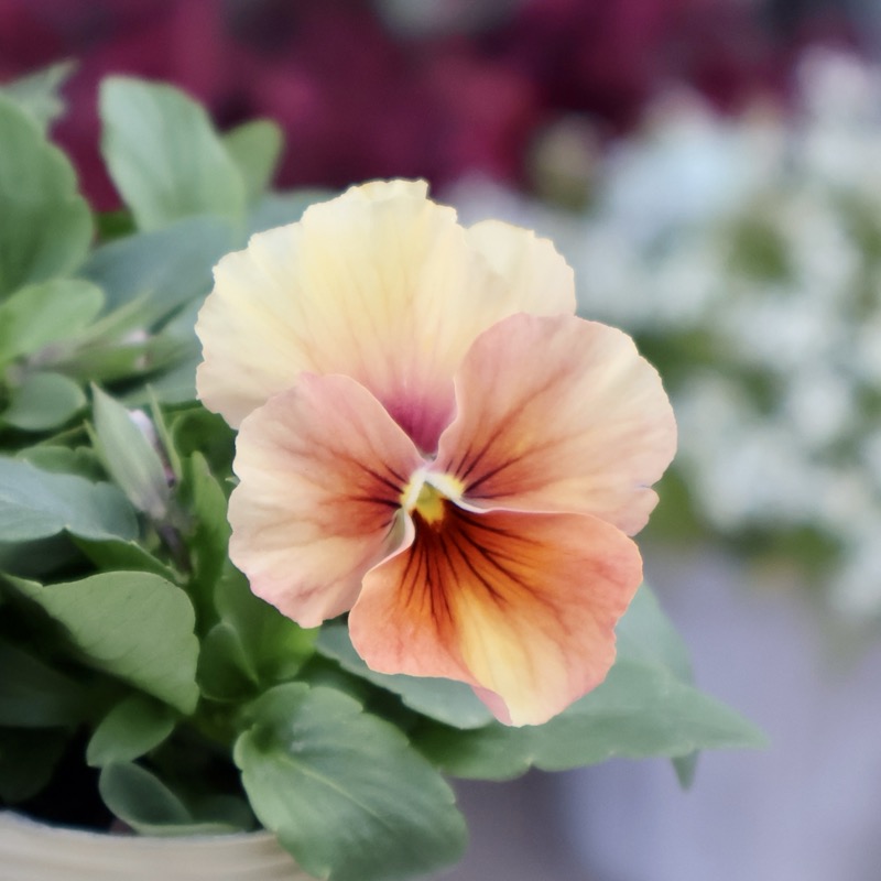 画像の現品1点限り!!アイデアルフラワー・大牟田さんのビオラevolve(エボルベ)＜143番＞