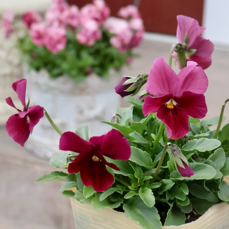 画像の現品1点限り!!アイデアルフラワー・大牟田さんのビオラevolve(エボルベ)<144番>