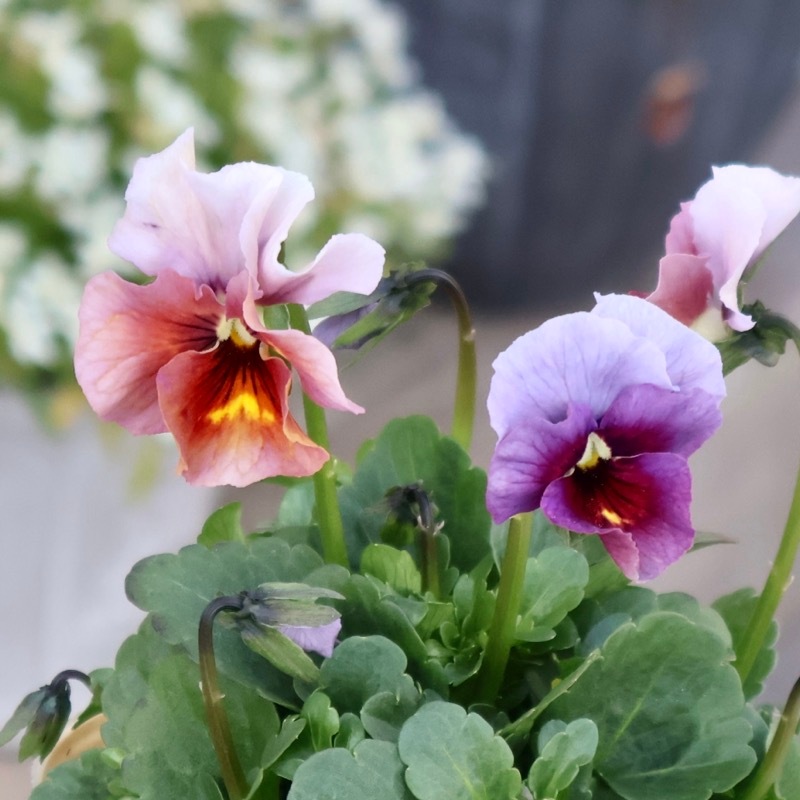 画像の現品1点限り!!アイデアルフラワー・大牟田さんのビオラevolve(エボルベ)＜145番＞