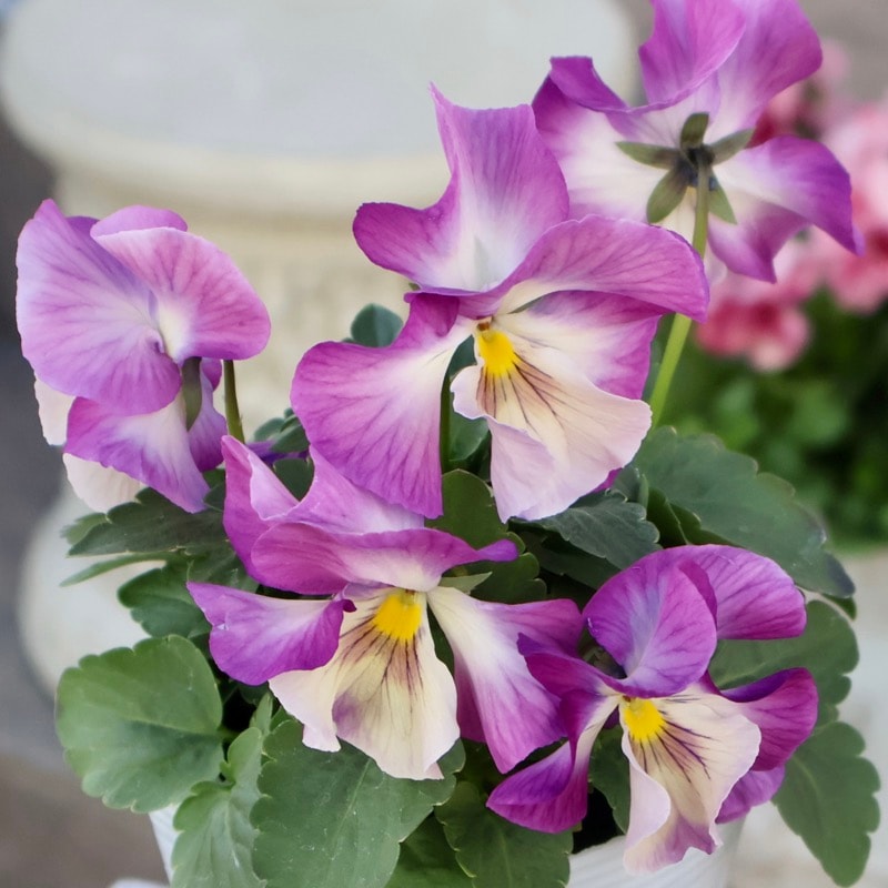 《画像の現品1点限り》今期NEW☆内野さんと大牟田さんのコラボ品種「スノーフェニックス」＜10＞　