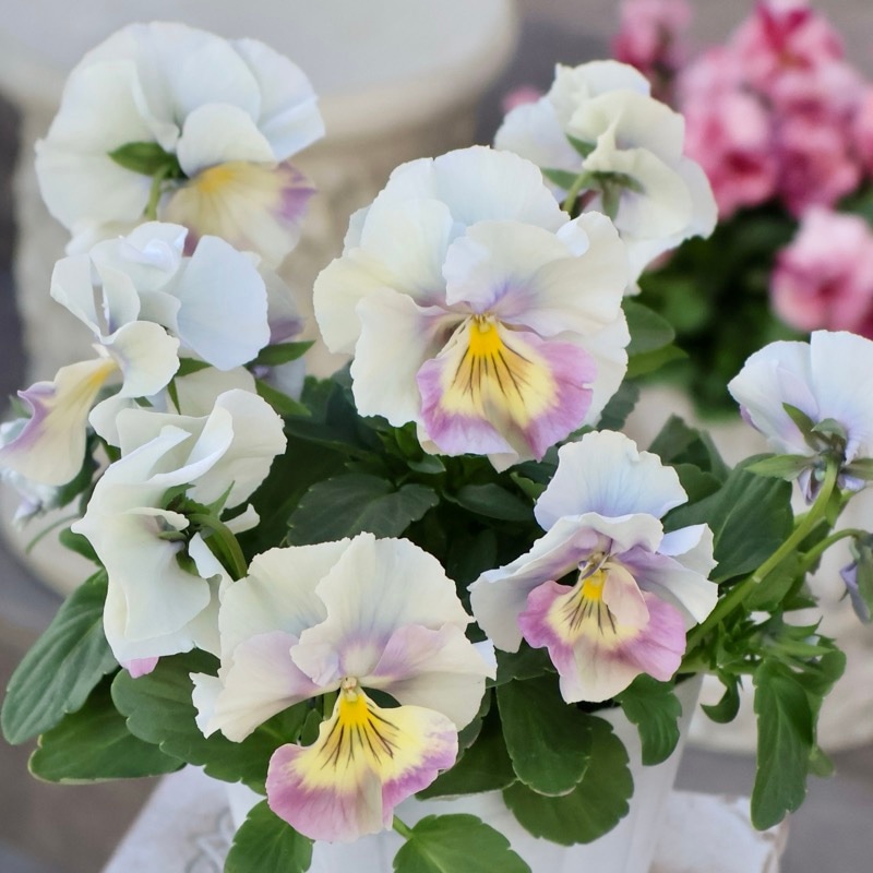 《画像の現品1点限り》今期NEW☆内野さんと大牟田さんのコラボ品種「スノーフェニックス」＜11＞　