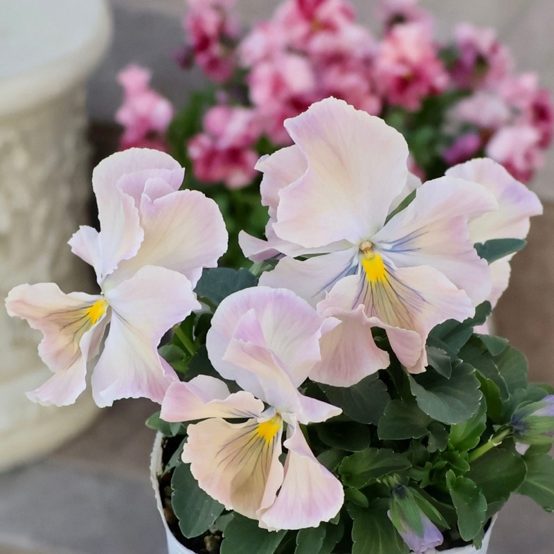 《画像の現品1点限り》今期NEW☆内野さんと大牟田さんのコラボ品種「スノーフェニックス」＜12＞　