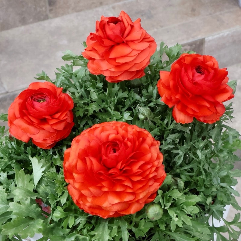 2年物のボリューム満点株♪ラナンキュラス「綾リッチ」3番(3.5号ポット)