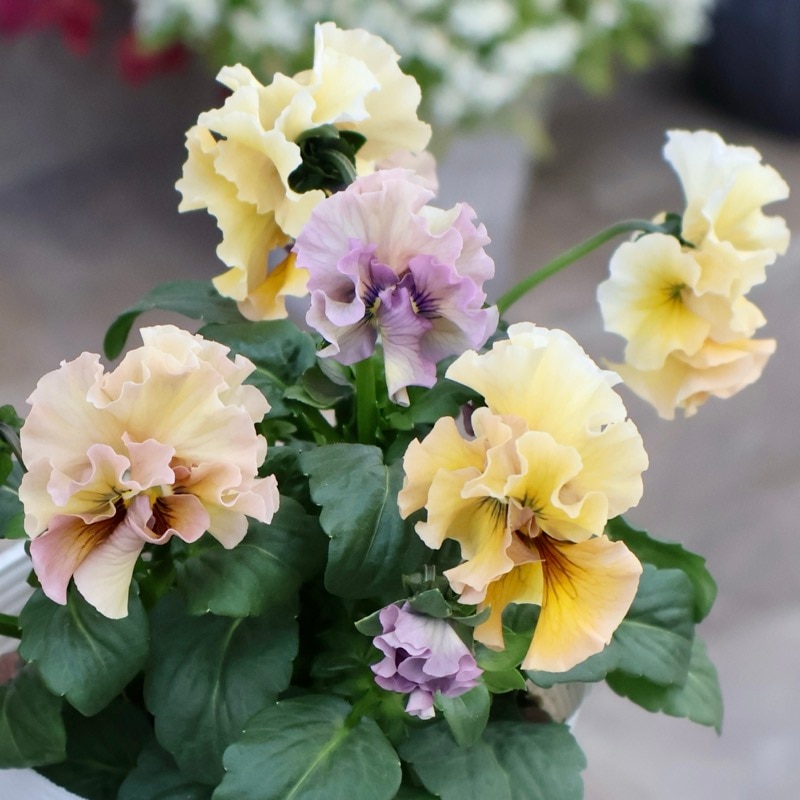 《画像の現品1点限り》 北島園芸さんのフリル咲きビオラ「ドレープ・シエナ」64番　