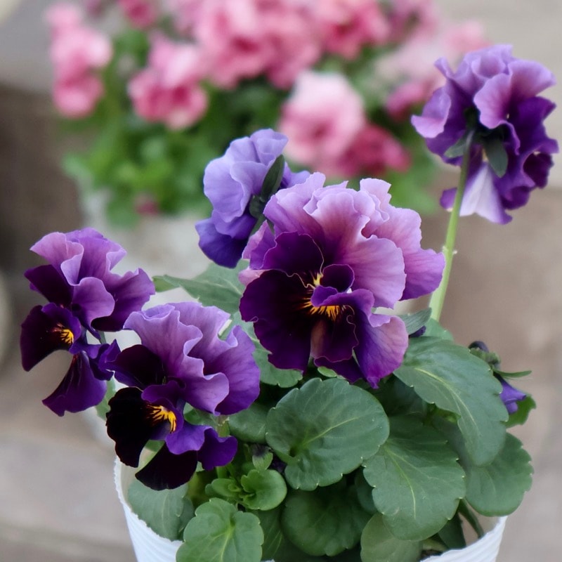 《画像の現品1点限り》 北島園芸さんのフリル咲きビオラ「ドレープ・シエナ」65番　