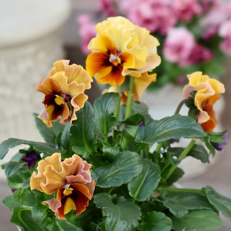 《画像の現品1点限り》 北島園芸さんのフリル咲きビオラ「ドレープ・シエナ」66番　