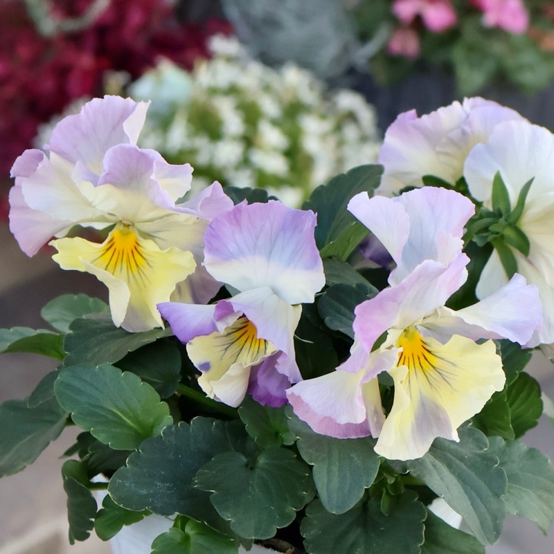 《画像の現品1点限り》今期NEW☆内野さんと大牟田さんのコラボ品種「スノーフェニックス」＜13＞　