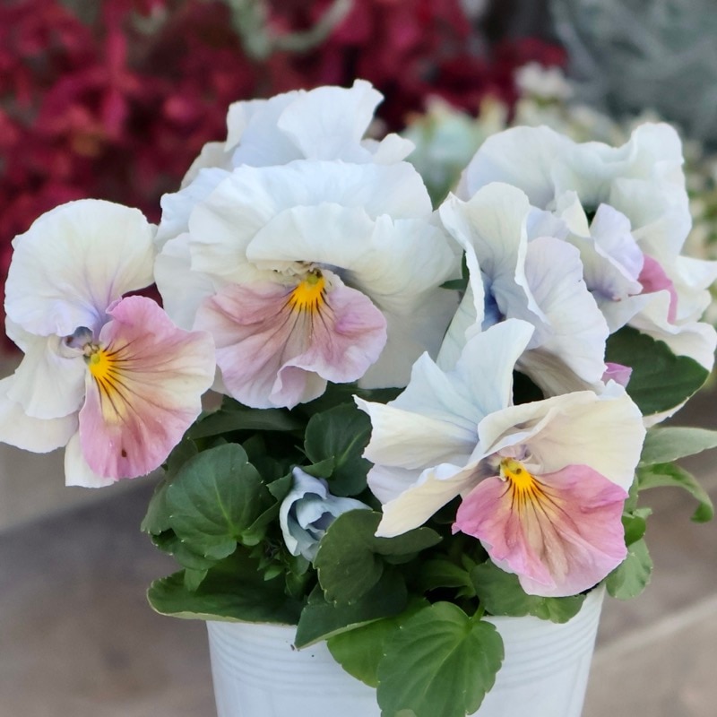 《画像の現品1点限り》今期NEW☆内野さんと大牟田さんのコラボ品種「スノーフェニックス」＜14＞　