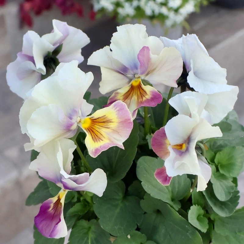 《画像の現品1点限り》今期NEW☆内野さんと大牟田さんのコラボ品種「スノーフェニックス」<15>