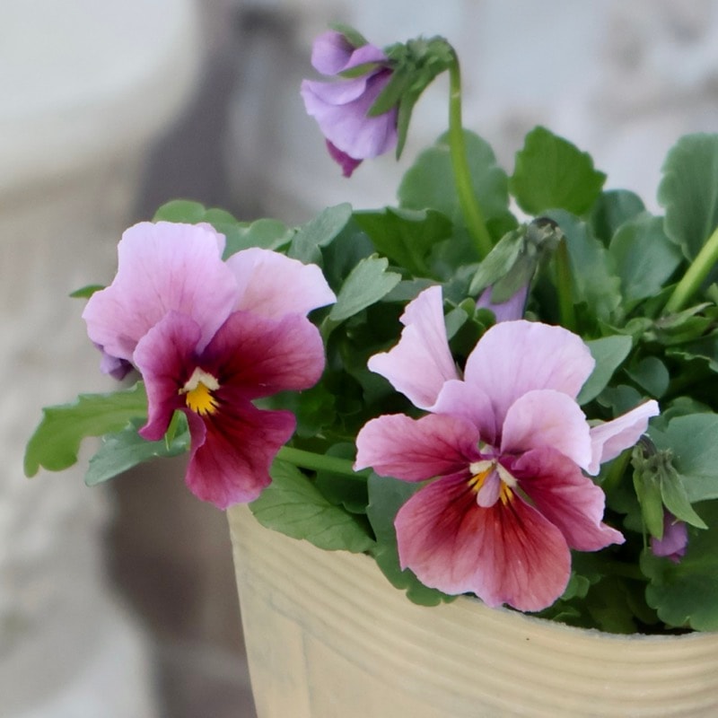 画像の現品1点限り!!アイデアルフラワー・大牟田さんのビオラevolve(エボルベ)<146番>