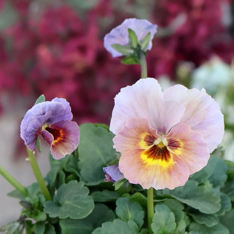 画像の現品1点限り!!アイデアルフラワー・大牟田さんのビオラevolve(エボルベ)＜147番＞