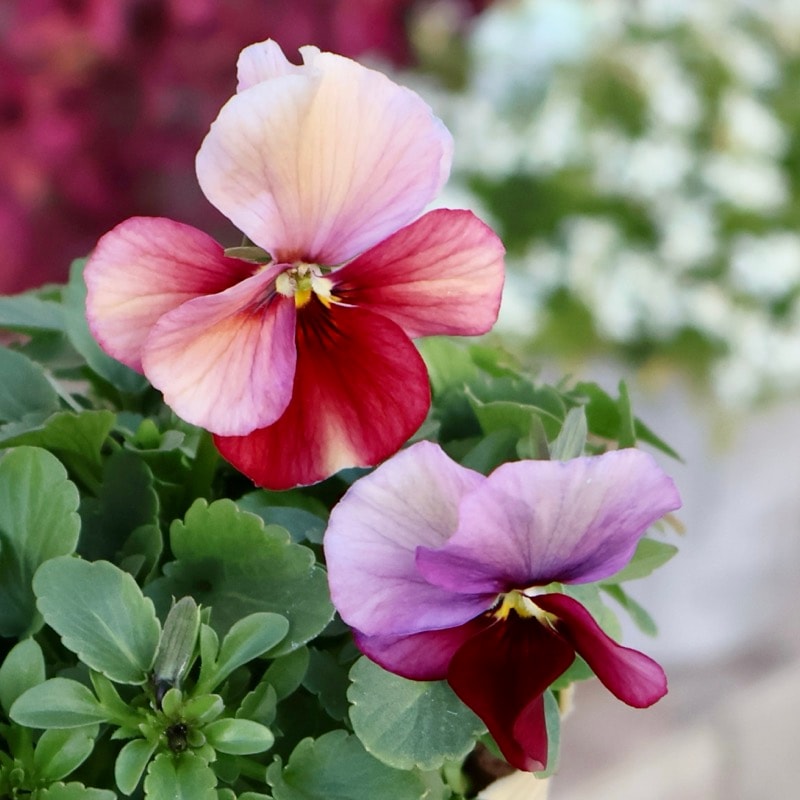 画像の現品1点限り!!アイデアルフラワー・大牟田さんのビオラevolve(エボルベ)＜149番＞