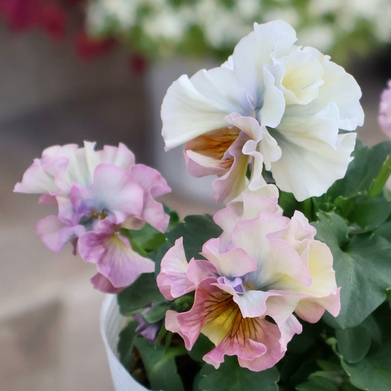 《画像の現品1点限り》 北島園芸さんのフリル咲きビオラ「ドレープ・シエナ」67番　