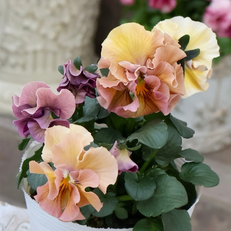 《画像の現品1点限り》 北島園芸さんのフリル咲きビオラ「ドレープ・シエナ」69番　