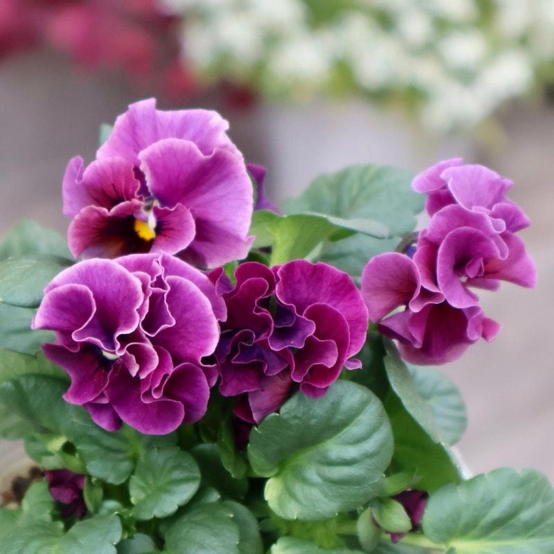 《画像の現品1点限り》 北島園芸さんのフリル咲きビオラ「ドレープ・シエナ」68番　