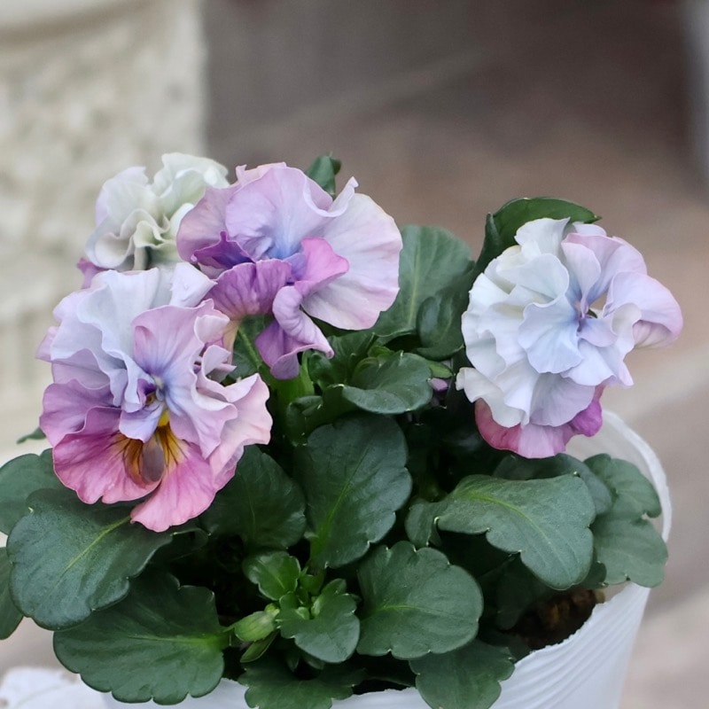 《画像の現品1点限り》 北島園芸さんのフリル咲きビオラ「ドレープ・シエナ」70番　