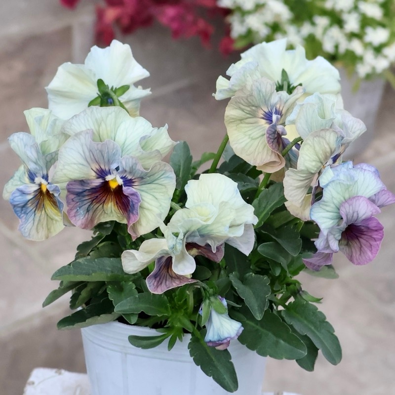 素敵な花苗とおしゃれなガーデニング雑貨｜ネット通販ショップ～風散歩～