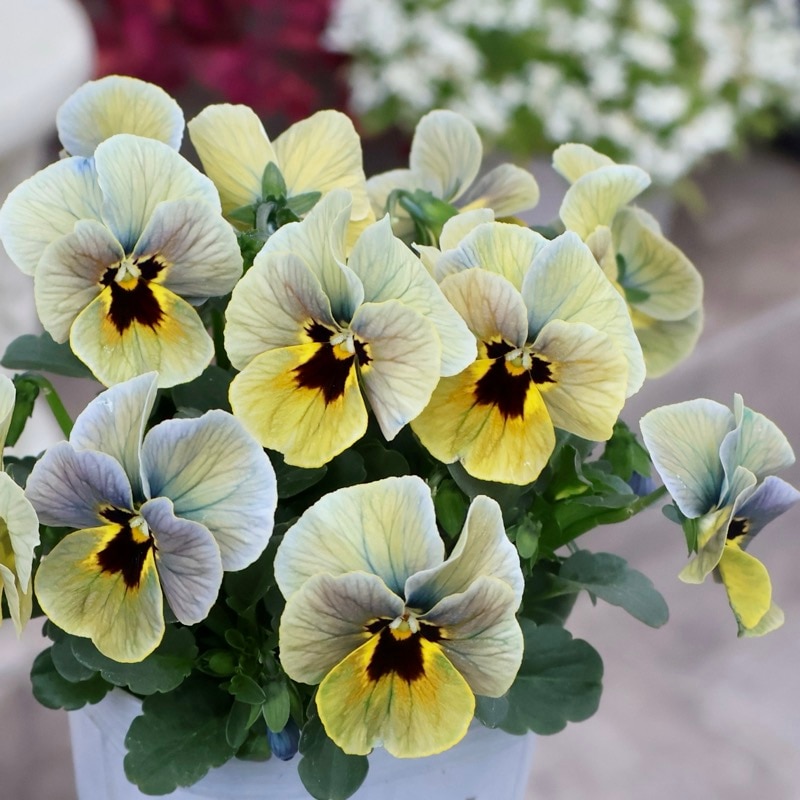 素敵な花苗とおしゃれなガーデニング雑貨｜ネット通販ショップ～風散歩～