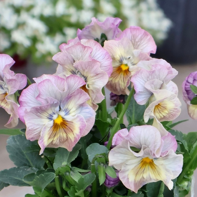 画像の現品1点限り》超良株☆桂楓園さんの魅惑のパンジー「マジック