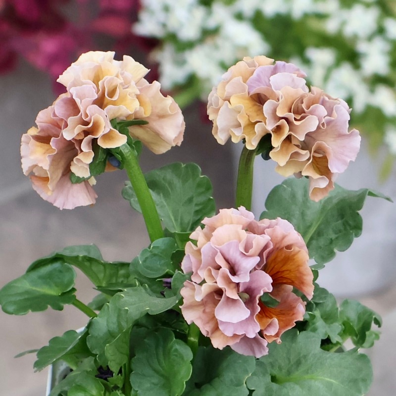 【花苗】101 サトウ園芸　ローブ・ドゥ・アントワネット 画像の現品1点限り》スペシャルなサトウ園芸さんのパンジー・ローブ