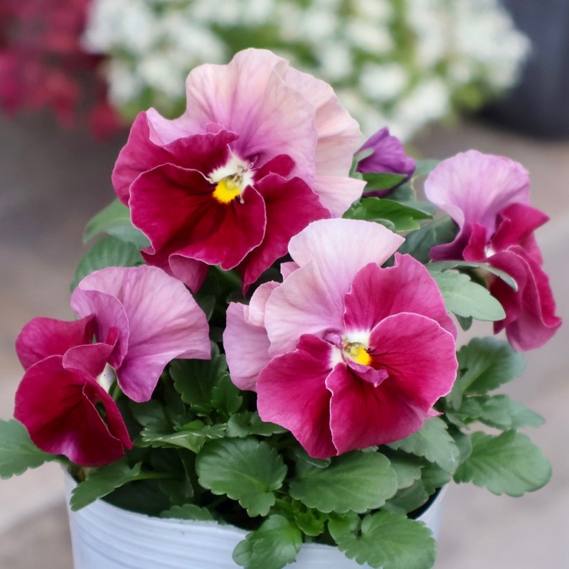 画像の現品1点限り★花日和さんのパンジー「アルバルーチェ」＜9番＞