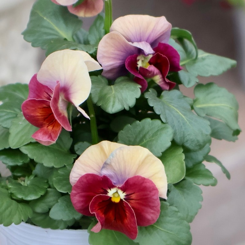 画像の現品1点限り★花日和さんのパンジー「アルバルーチェ」＜10番＞