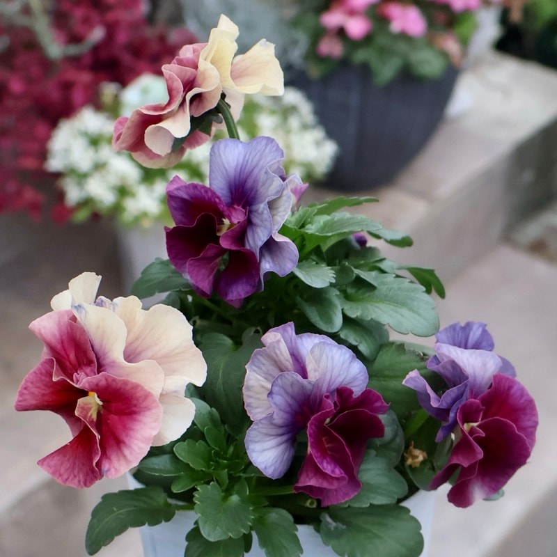 画像の現品1点限り★花日和さんのパンジー「アルバルーチェ」＜11番＞