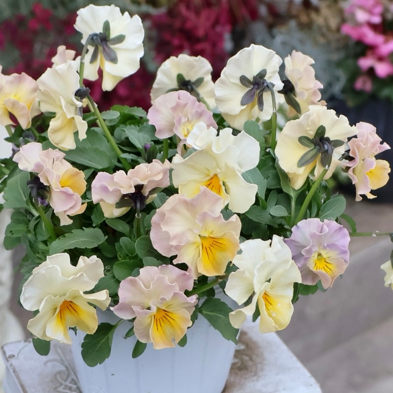 《画像の現品1点限り》超良株☆花日和さんのフリル咲きビオラ「華あられ」＜25SP7＞　